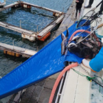 サーモンを活魚出荷中