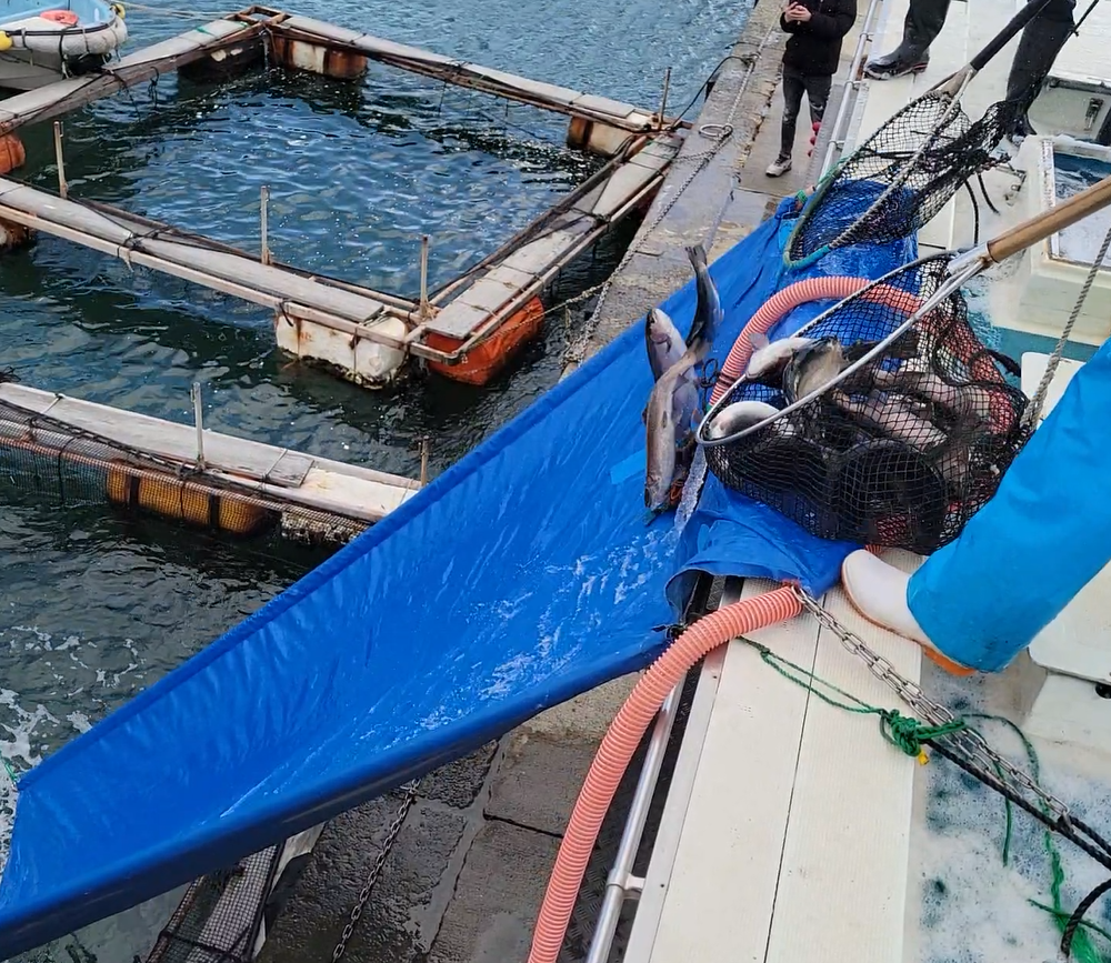 サーモンを活魚出荷中